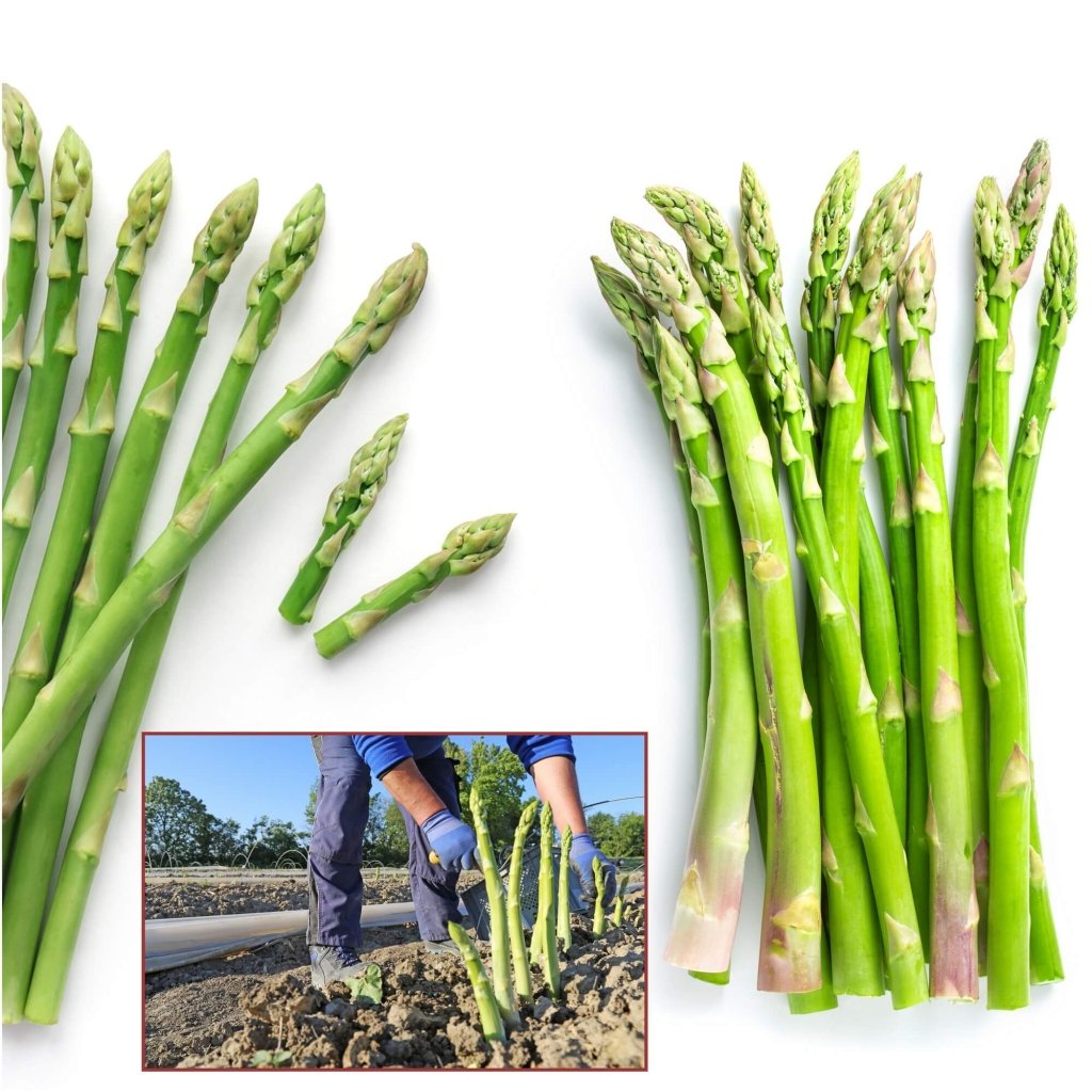 Asparagus - UC 157 F2 seeds - Happy Valley Seeds