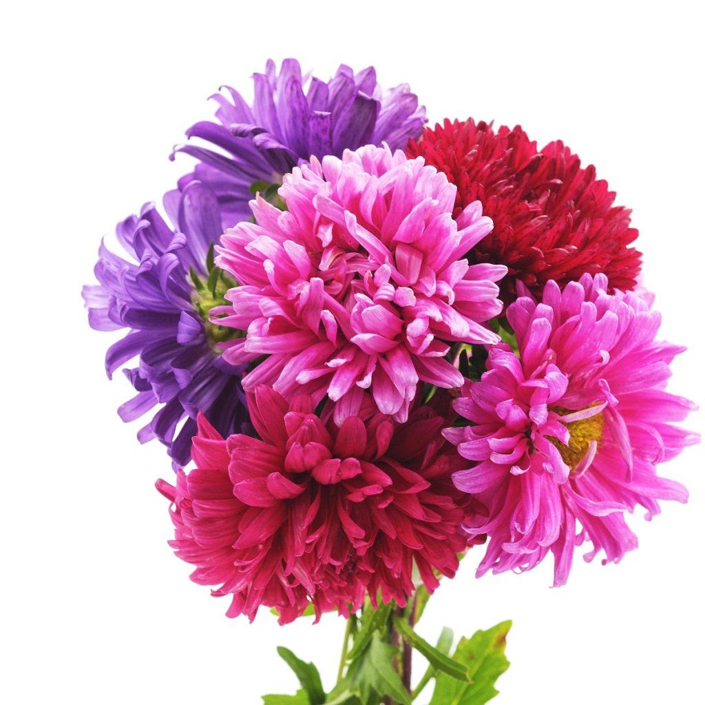 Aster - Colour Carpet Mix seeds - Happy Valley Seeds