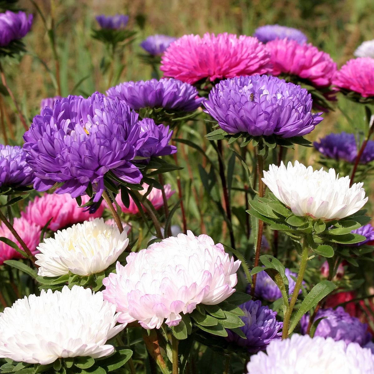 Aster - King Branching Mix seeds