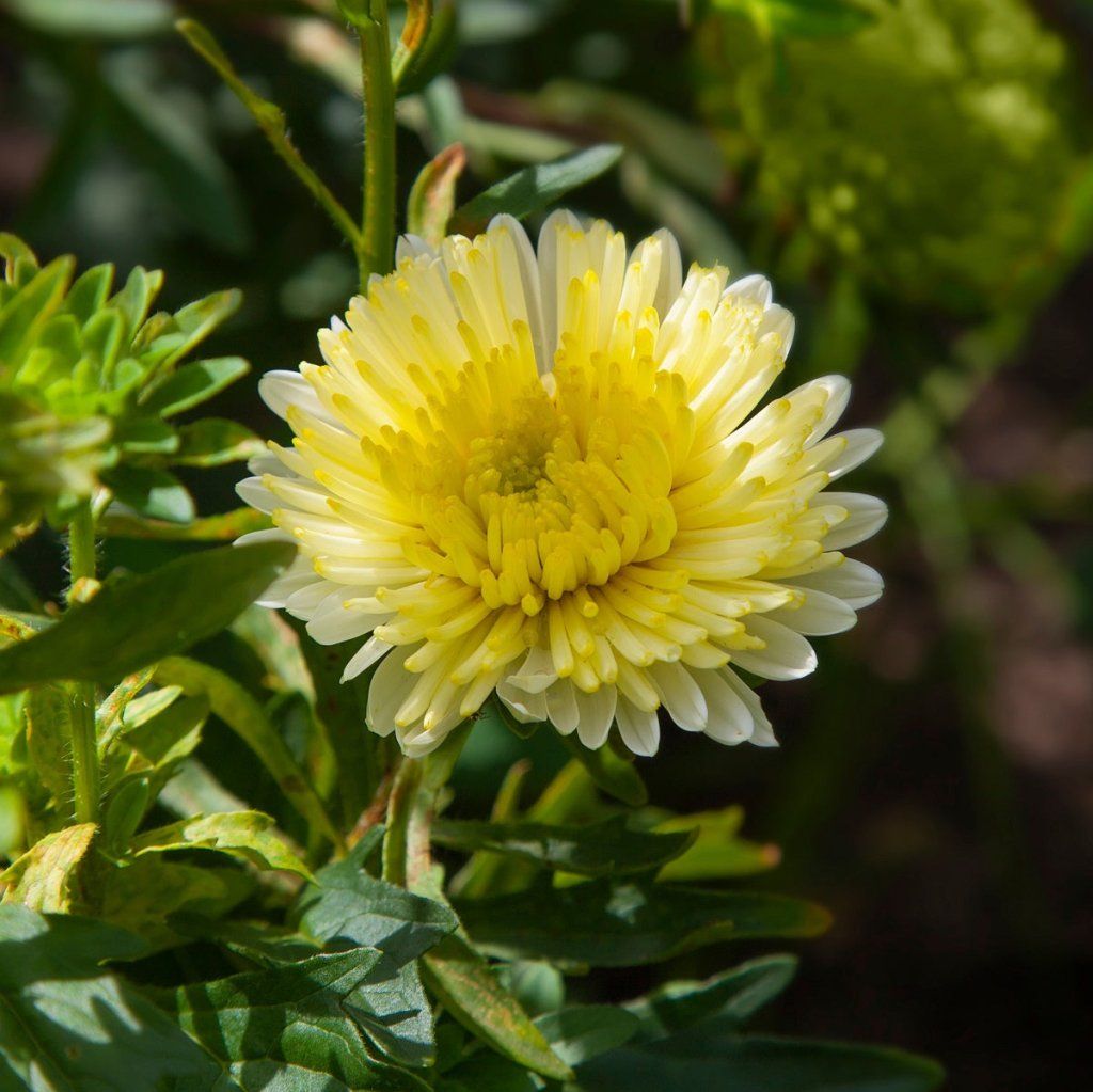 Aster - Matsumoto Yellow seeds - Happy Valley Seeds