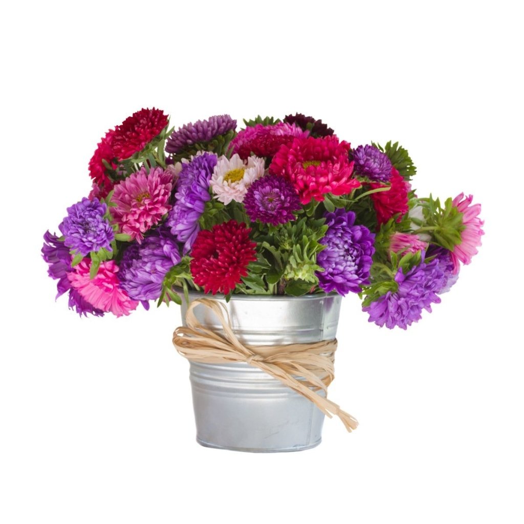 Aster - Milady Mix seeds - Happy Valley Seeds