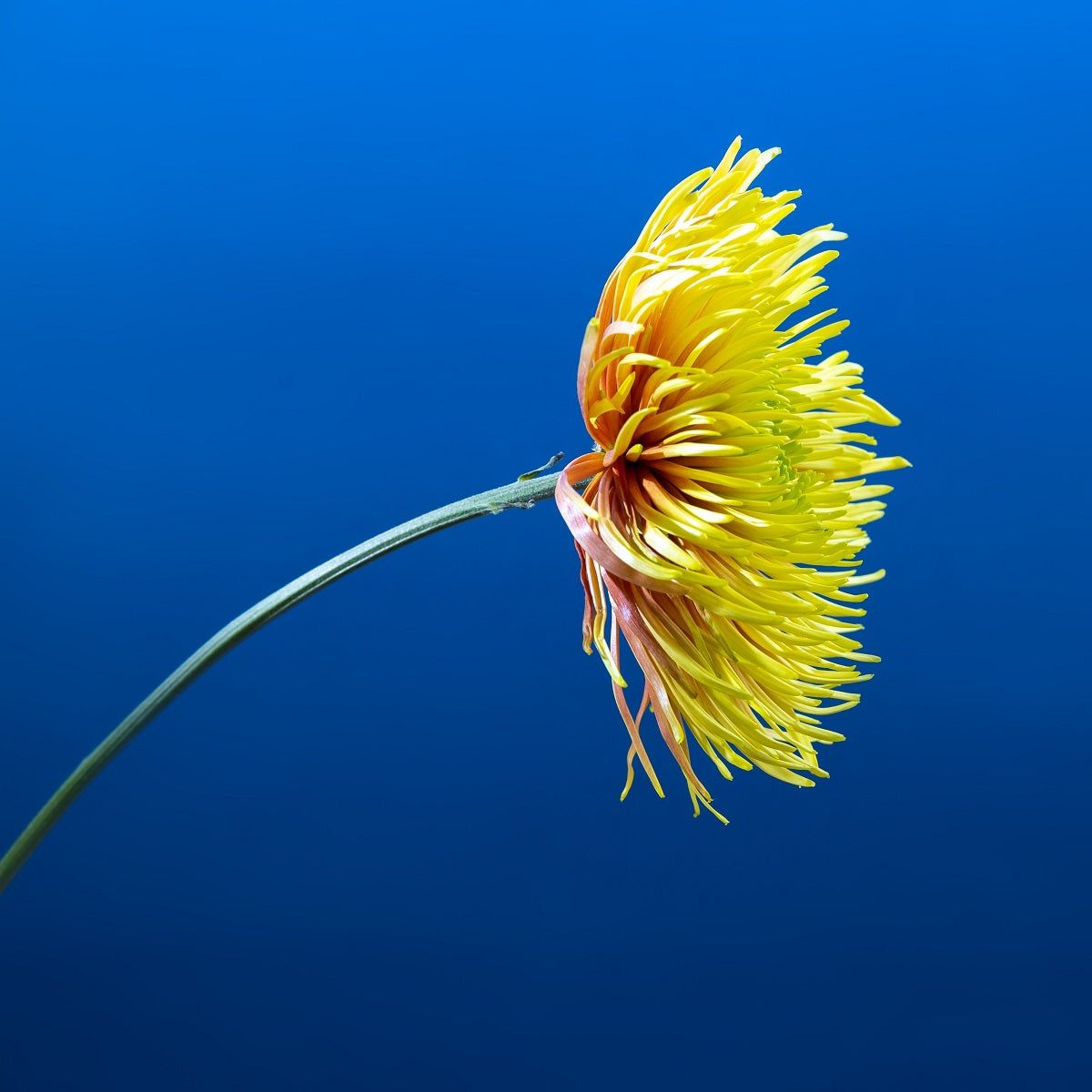 Aster - Ostrich Feather Yellow seeds