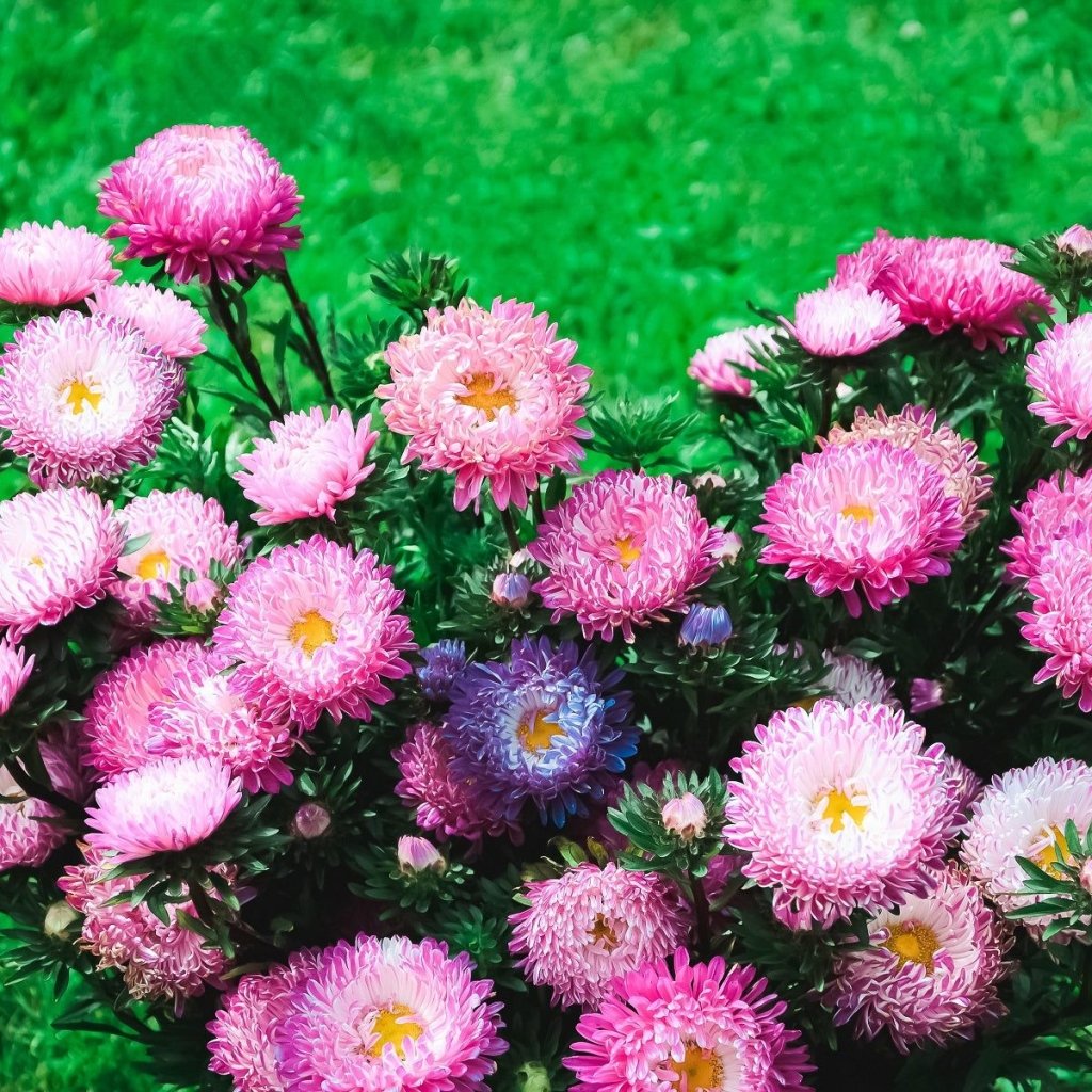 Aster - Powderpuffs Mix seeds - Happy Valley Seeds