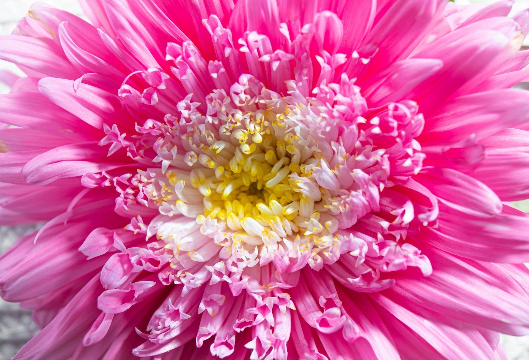 Aster - Powderpuffs Mix seeds