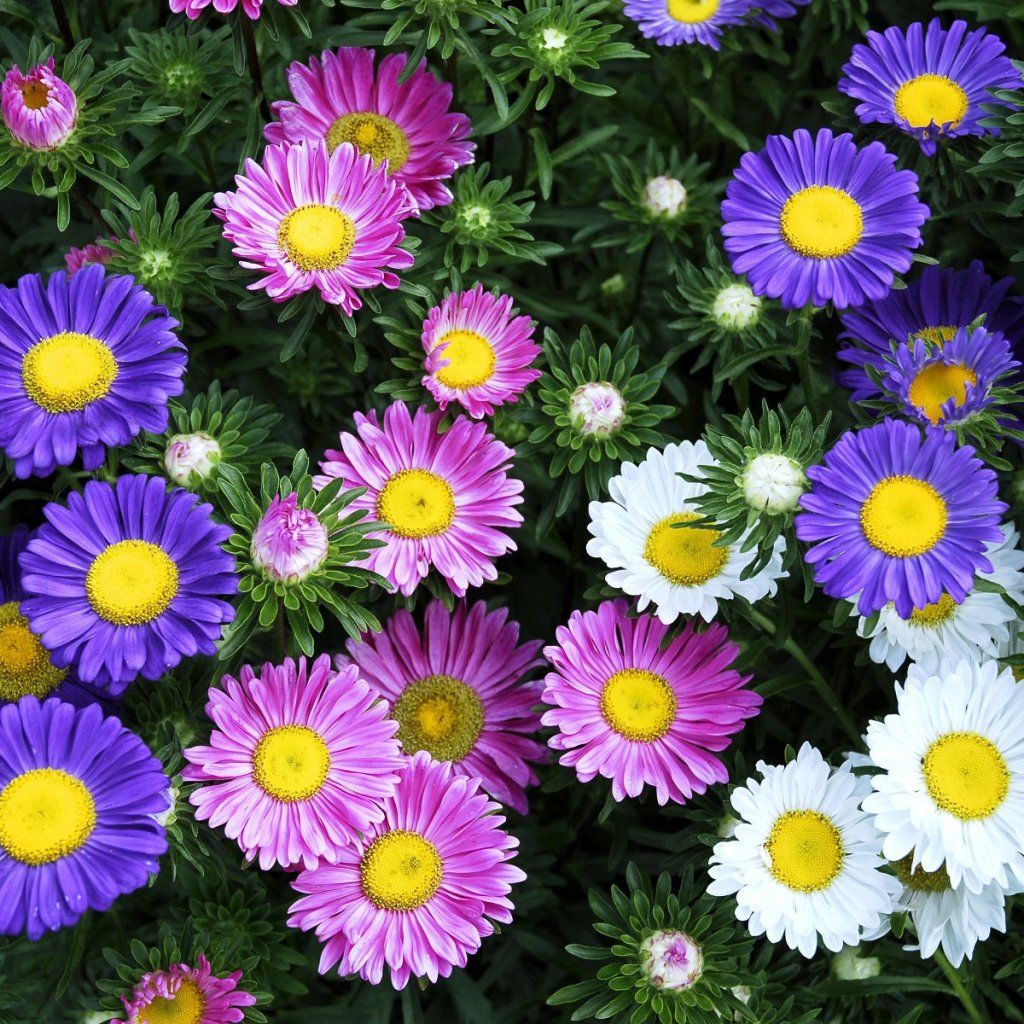 Aster - Single Rainbow Mixed seeds