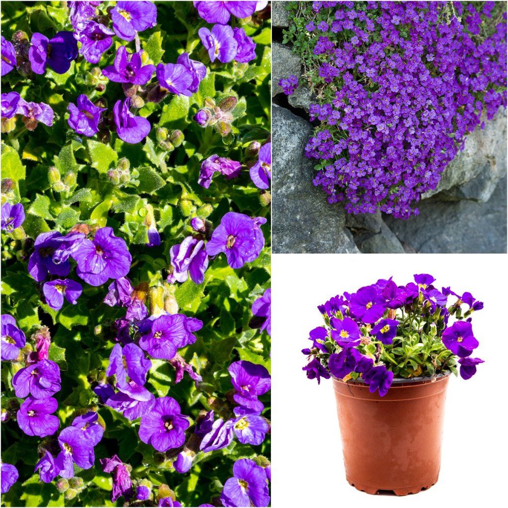 Aubretia - Hybrida Blue seeds - Happy Valley Seeds
