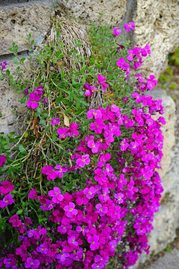 Aubretia - Hybrida Pink seeds - Happy Valley Seeds