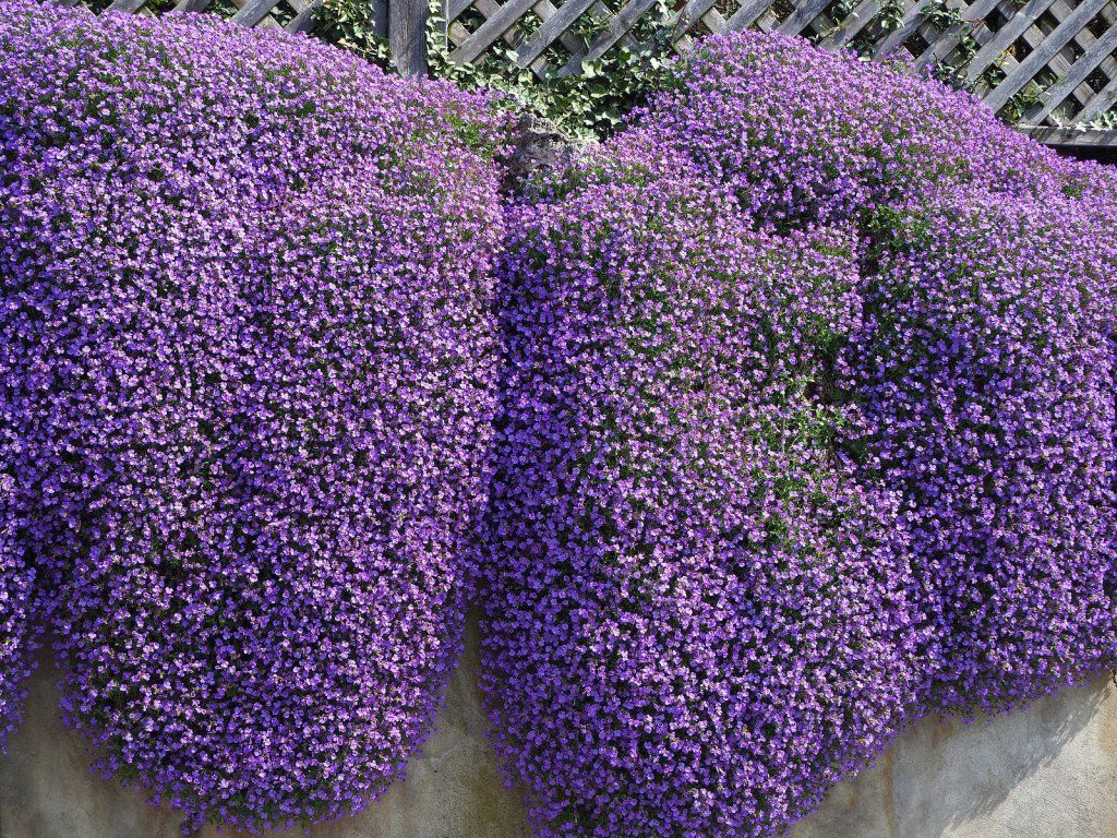 Aubretia - Hybrida Purple seeds - Happy Valley Seeds