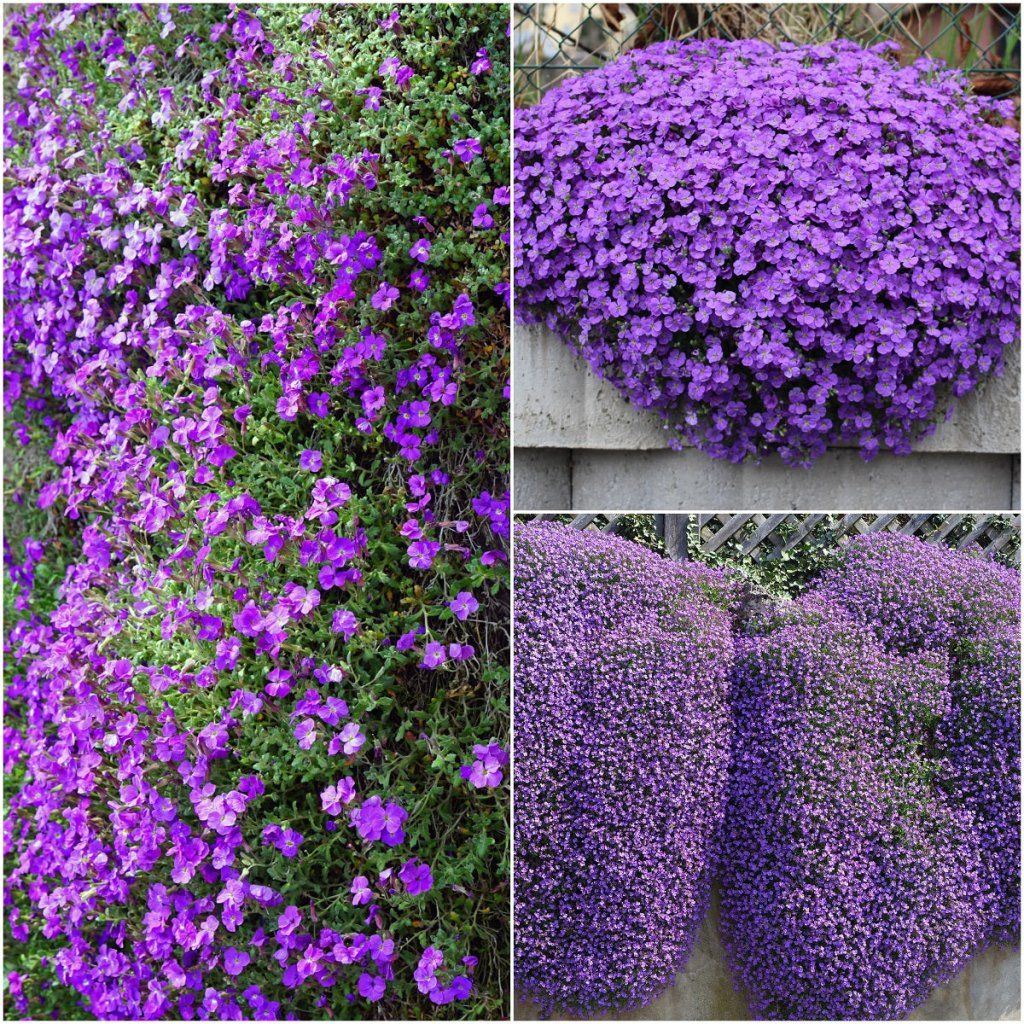 Aubretia - Hybrida Purple seeds