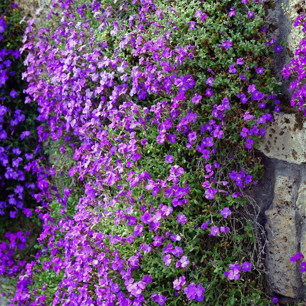 Aubretia - Hybrida Purple seeds