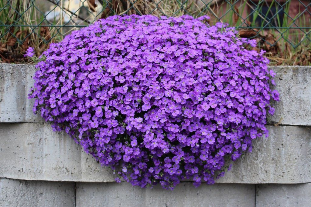Aubretia - Hybrida Purple seeds