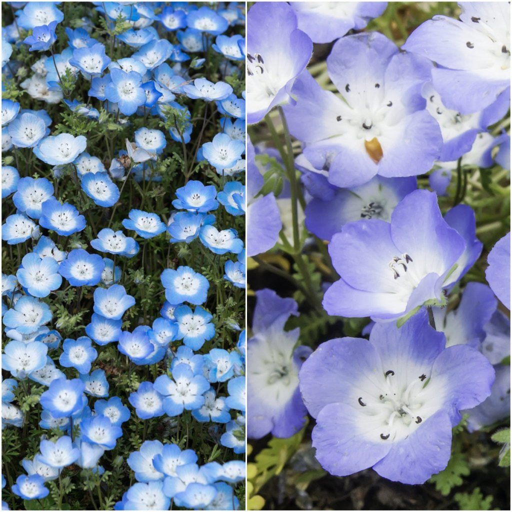 Baby Blue Eyes seeds - Happy Valley Seeds