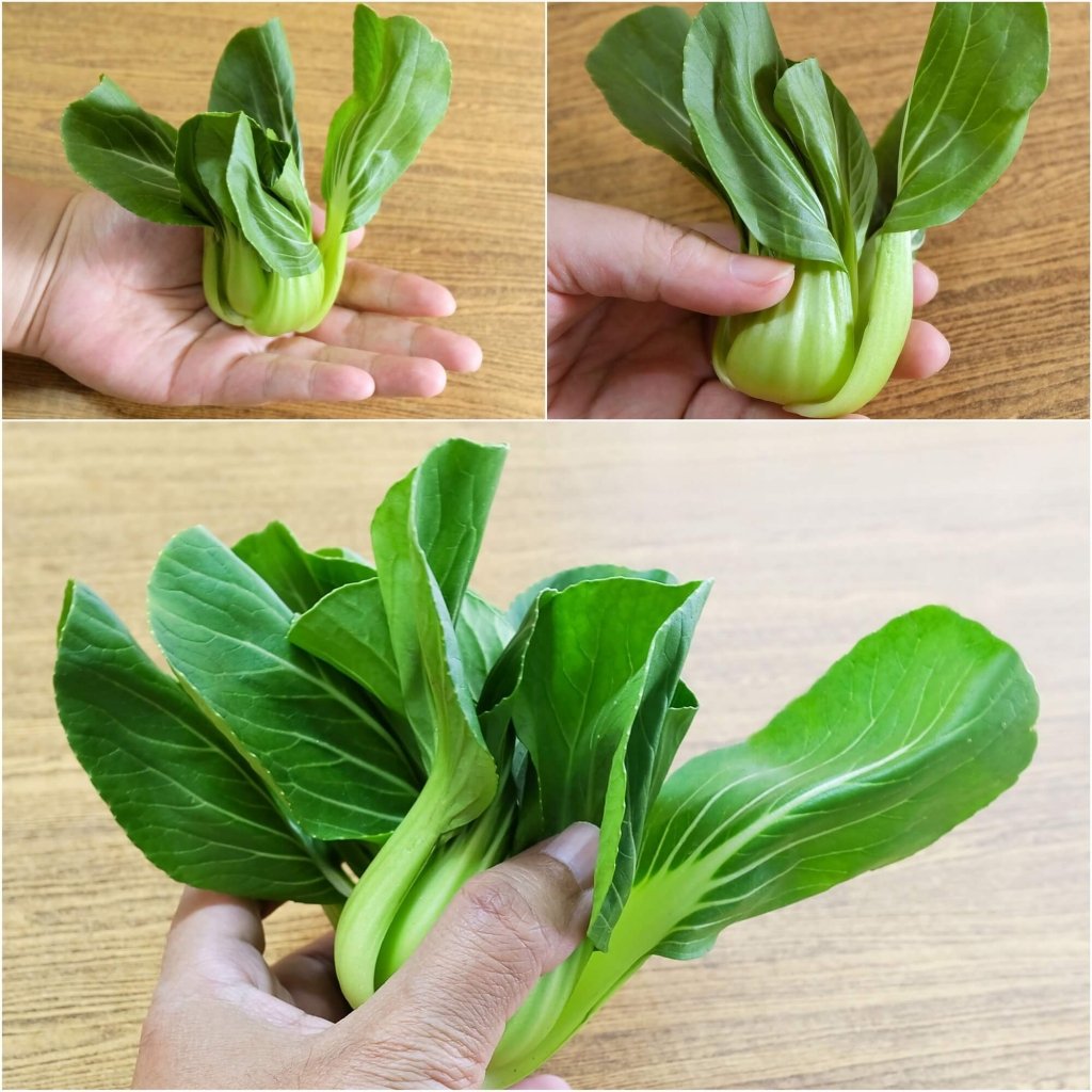Baby Bok Choy F1 seeds - Happy Valley Seeds