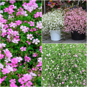 Baby's Breath Mix seeds