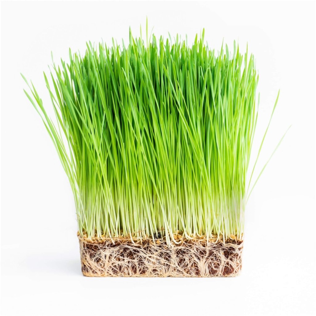 Barley Grain Grass Sprout Seeds - Happy Valley Seeds