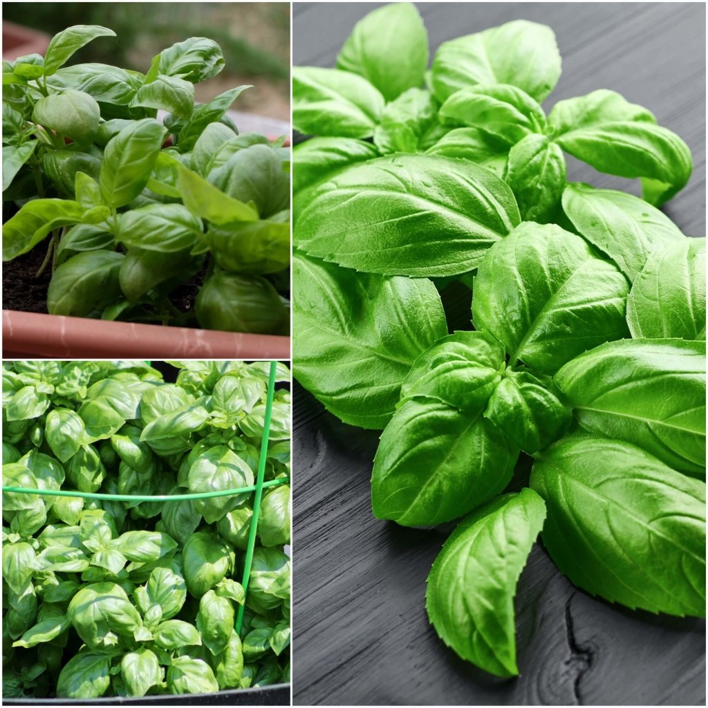 Basil - Aroma F1 seeds - Happy Valley Seeds