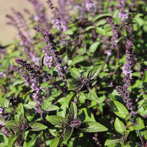 Basil - Blue Spice seeds