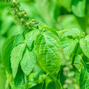 Basil - Clove seeds