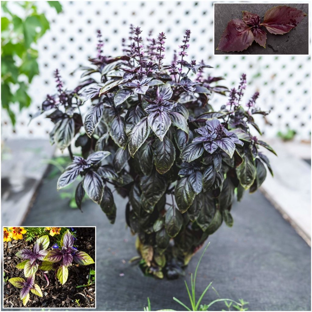 Basil - Dark Opal seeds - Happy Valley Seeds