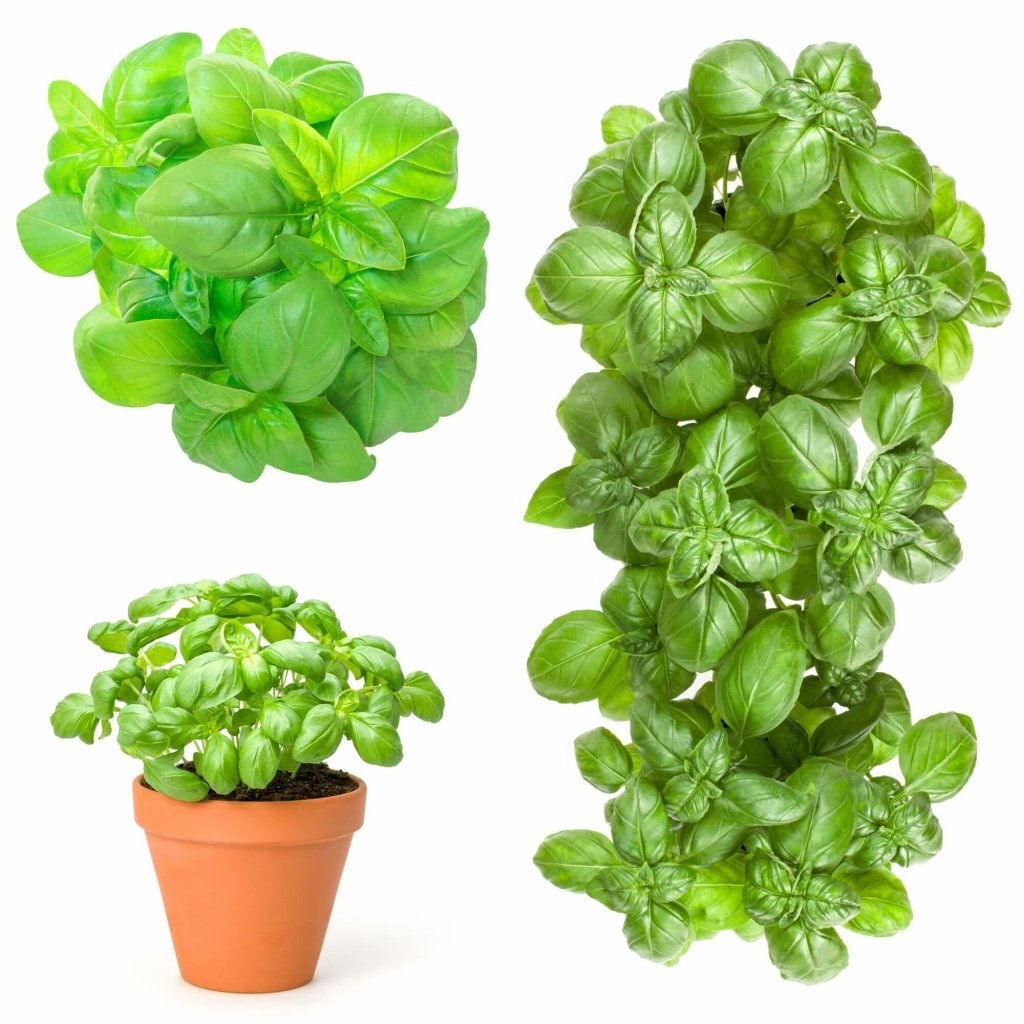 Basil - Godzilla F1 seeds - Happy Valley Seeds