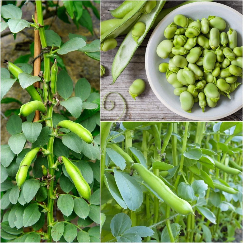Bean Broad