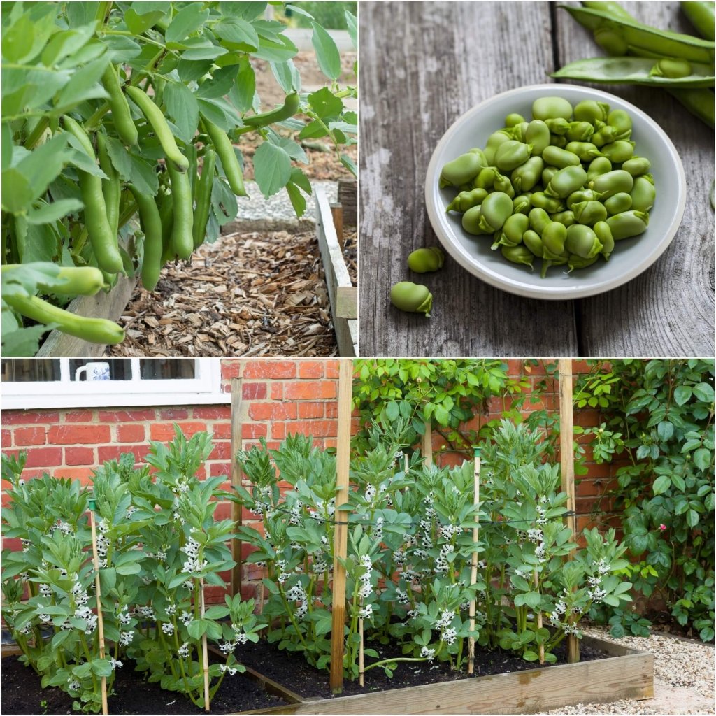 Bean Broad - Coles Dwarf seeds - Happy Valley Seeds