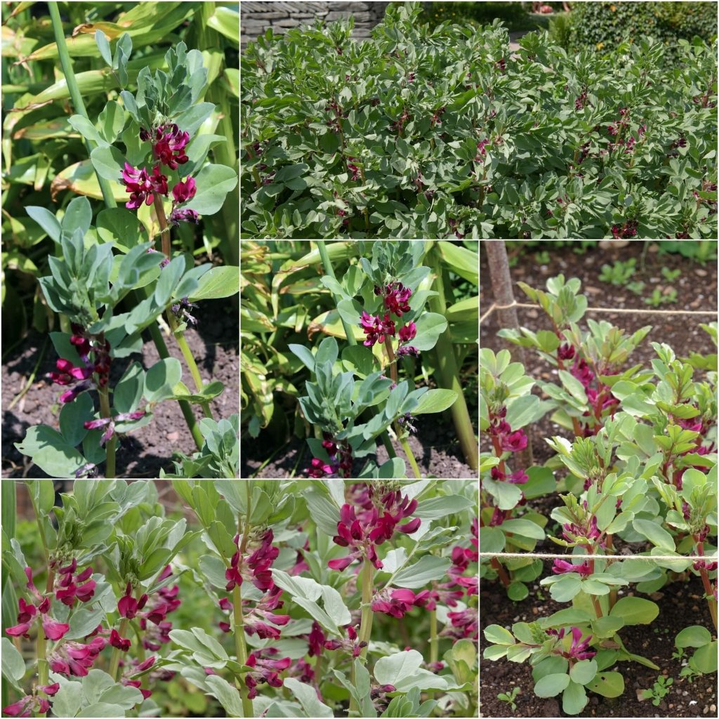 Bean Broad - Crimson Flowered seeds - Happy Valley Seeds