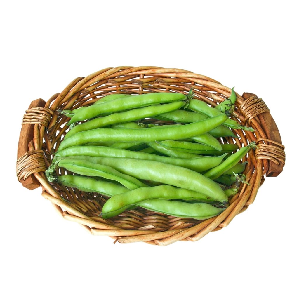 Bean Broad - Tripoli seeds - Happy Valley Seeds