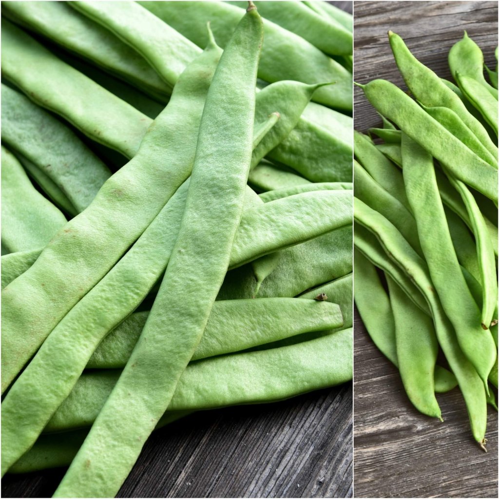 Bean Bush - Roma II seeds - Happy Valley Seeds