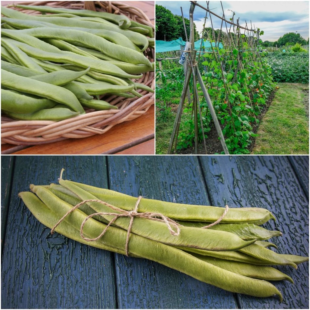 Bean Climbing - Cherokee Trail of Tears seeds - Happy Valley Seeds