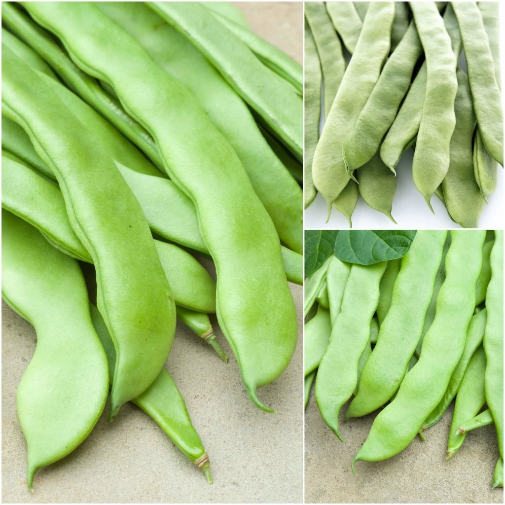 Bean Climbing - Lazy Housewife seeds - Happy Valley Seeds