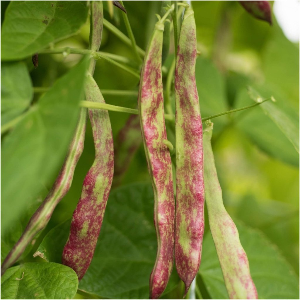 Bean Climbing - Rattlesnake seeds - Happy Valley Seeds