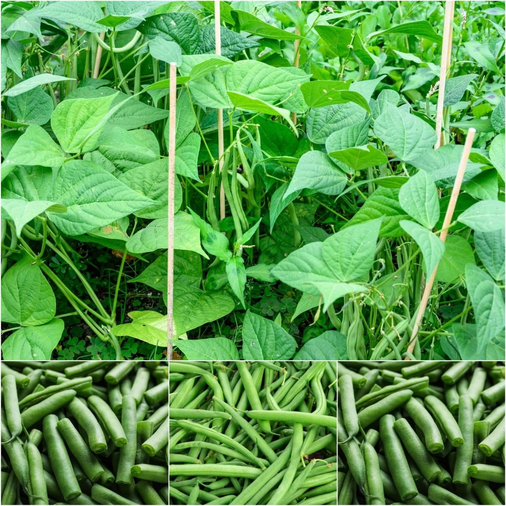 Bean Climbing - Sunshine seeds - Happy Valley Seeds