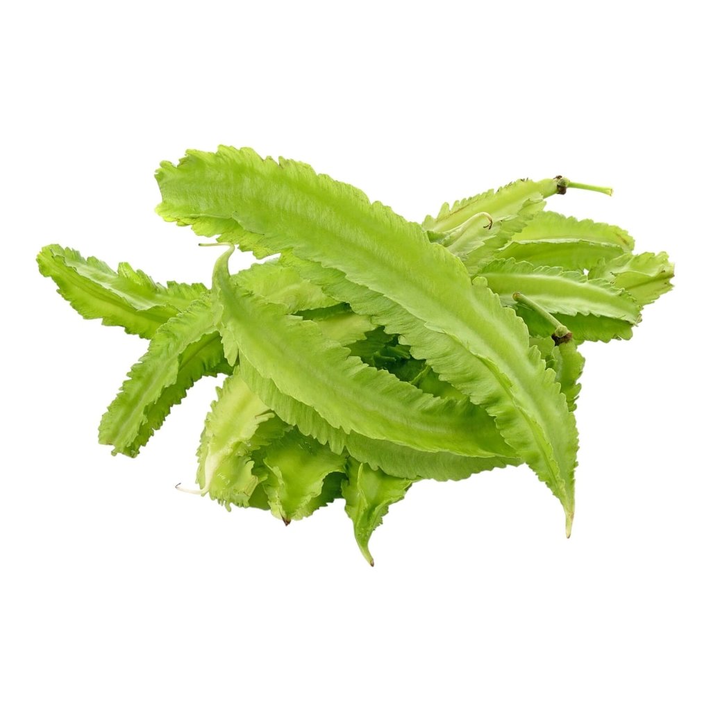 Bean Climbing - Winged seeds - Happy Valley Seeds
