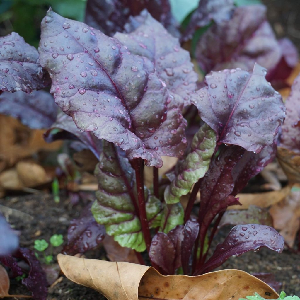 Beetroot - Red Devil seeds - Happy Valley Seeds