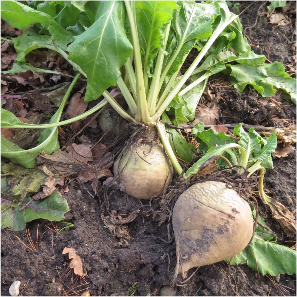 Beetroot - White Albino seeds - Happy Valley Seeds