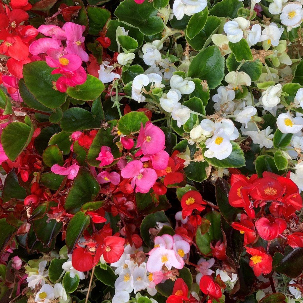 Begonia - Monza Mix seeds - Happy Valley Seeds