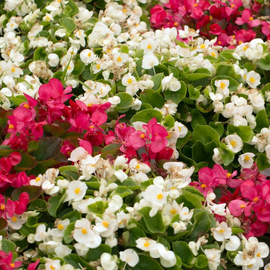 Unique 9 Colors Begonia Flower Seeds 50PCS Seeds MIX. (#4482
