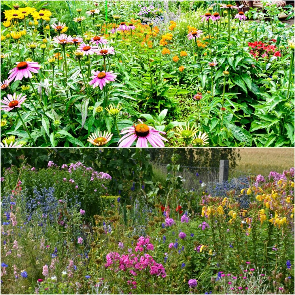 Beneficial Bug Mix seeds - Happy Valley Seeds