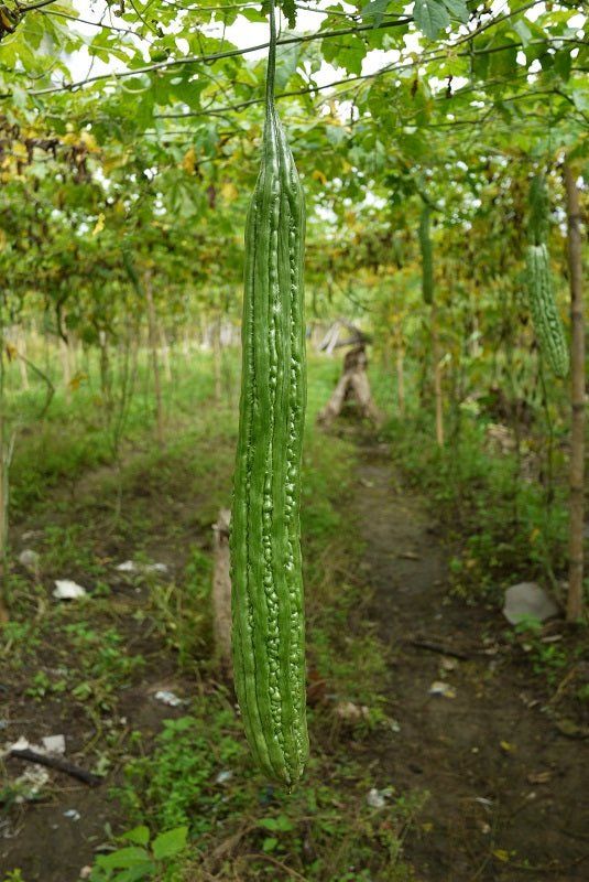Bitter Melon - Japanese Long seeds - Happy Valley Seeds