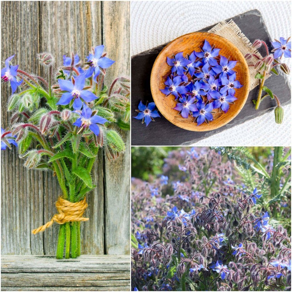 Borage seeds - Happy Valley Seeds