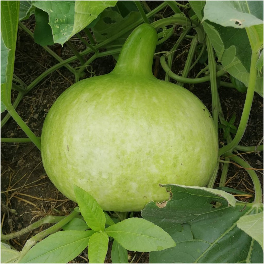 Bottle Gourd - Kobu seeds - Happy Valley Seeds