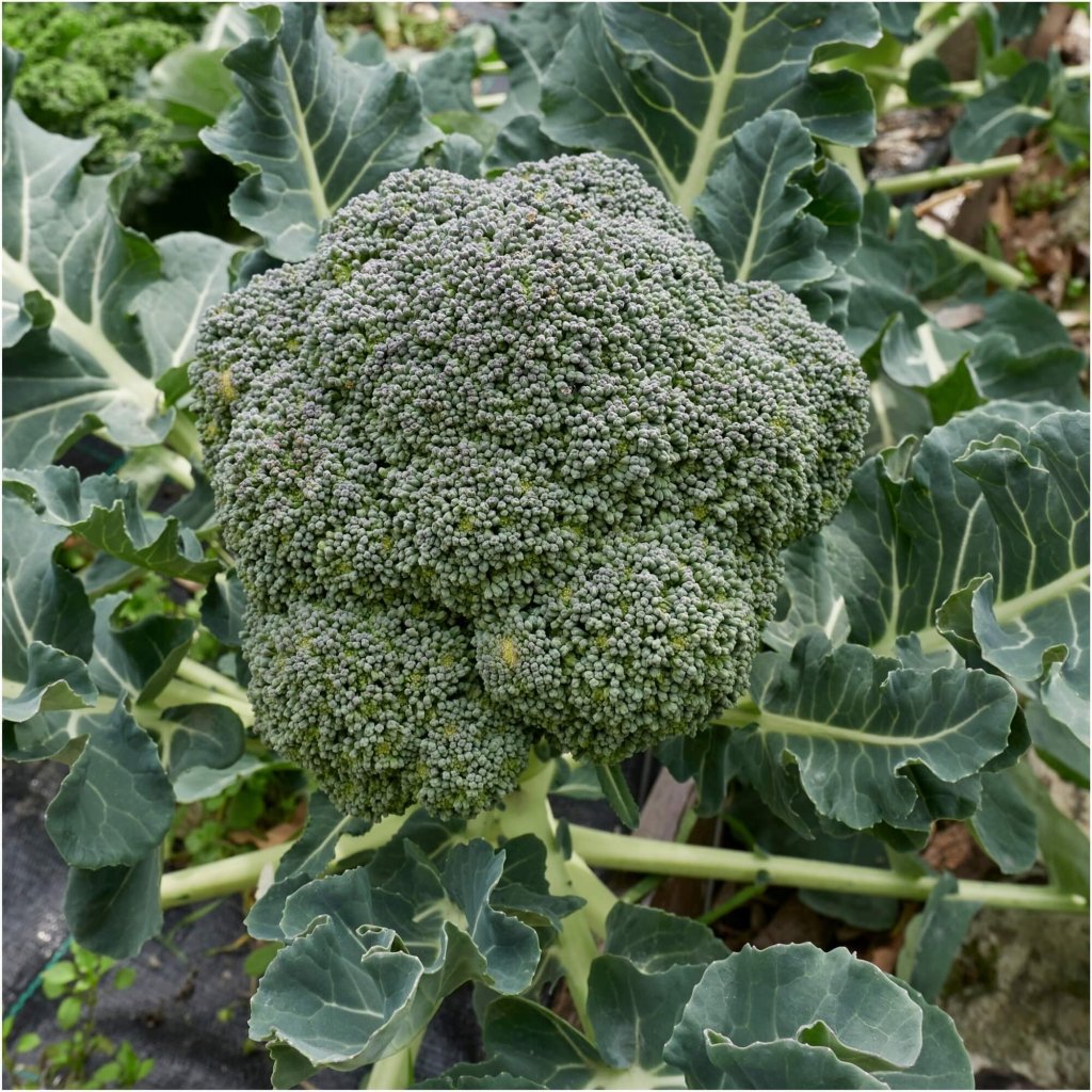 Broccoli - Green King F1 seeds - Happy Valley Seeds