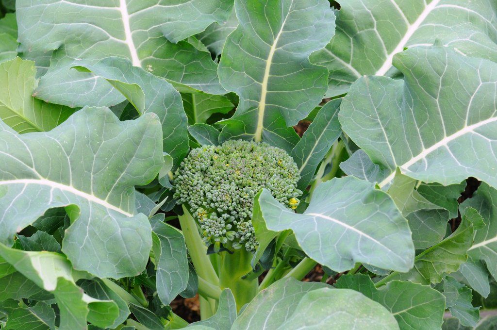Broccoli - Ramoso Santana seeds - Happy Valley Seeds