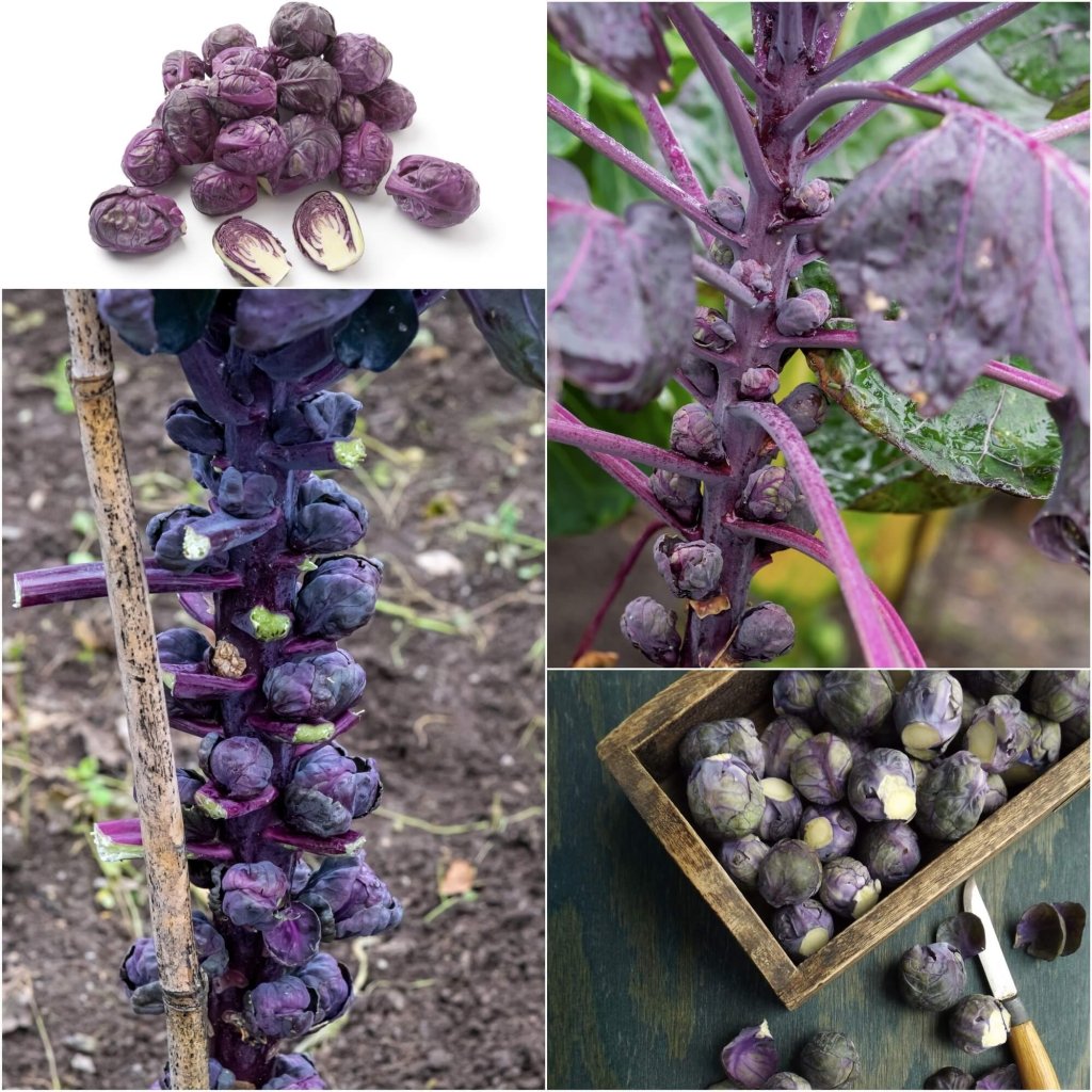 Brussels Sprouts - Ruby Red seeds - Happy Valley Seeds