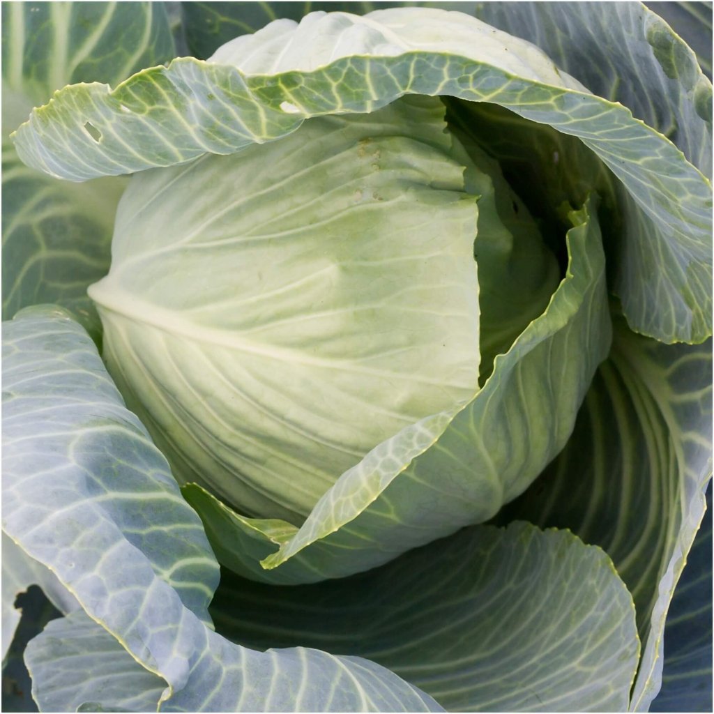 Cabbage - All Season seeds - Happy Valley Seeds