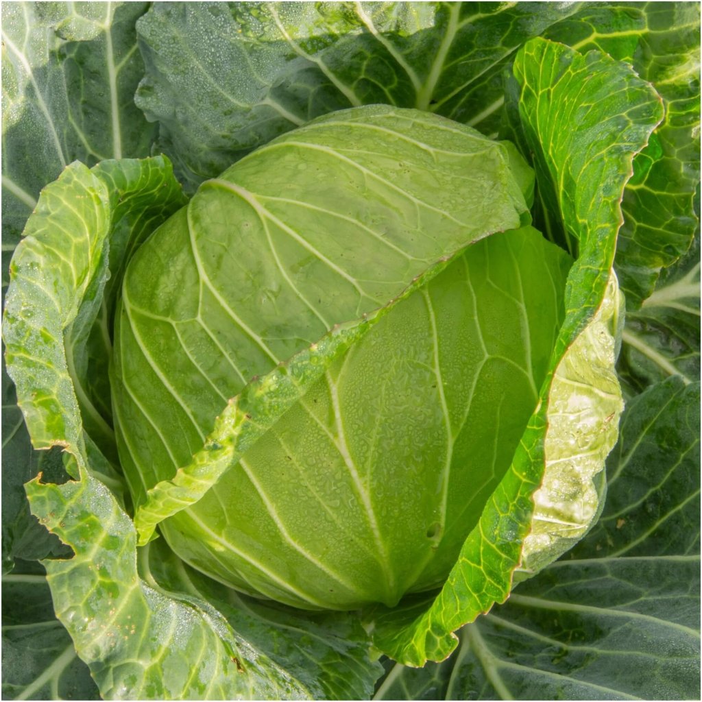 Cabbage - Copenhagen Market seeds - Happy Valley Seeds