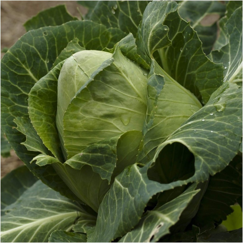 Cabbage - Early Jersey Wakefield seeds - Happy Valley Seeds