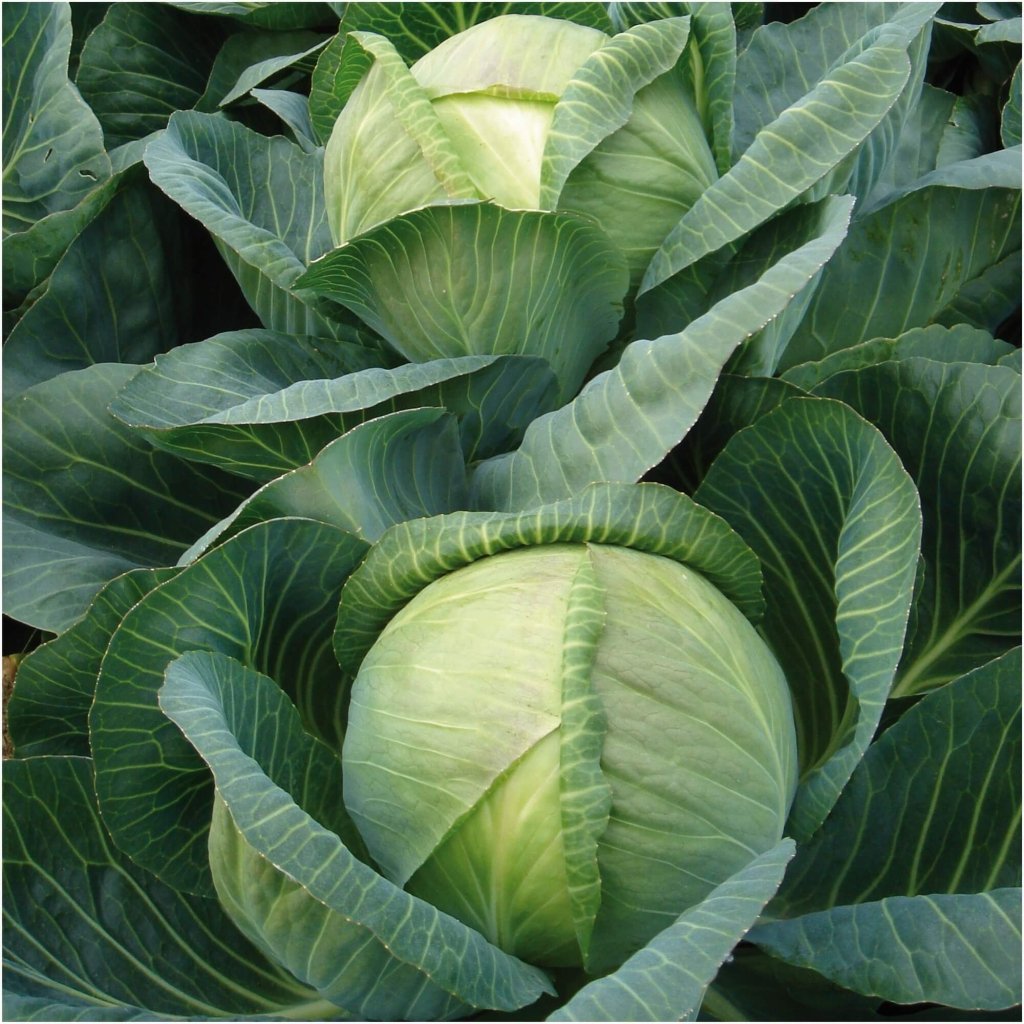 Cabbage - Green Forte F1 seeds - Happy Valley Seeds