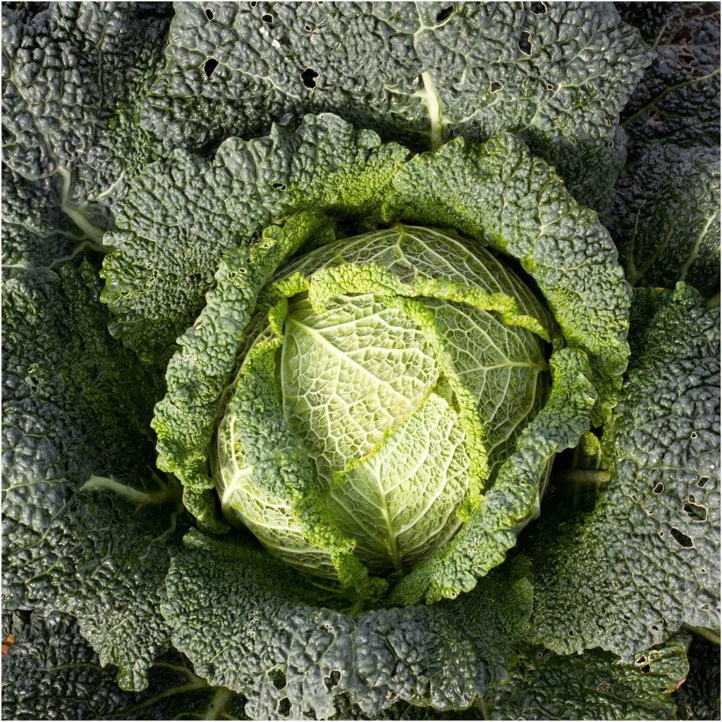 Cabbage - Savoy Winter King seeds - Happy Valley Seeds